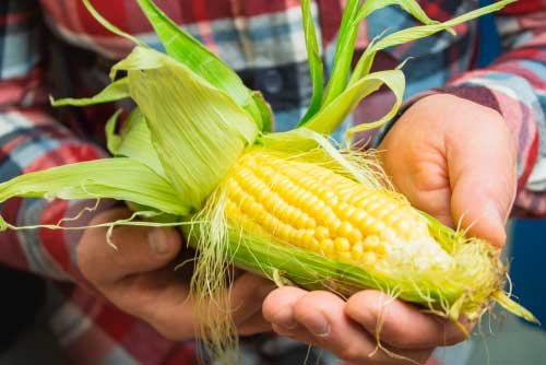 Кукуруза: ее польза и ее вред