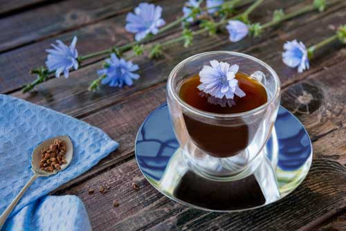 Цикорий – ароматная и очень полезная альтернатива кофе